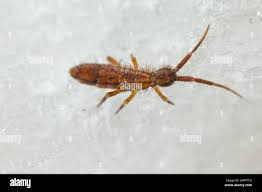 Attēlu rezultāti vaicājumam “Orchesella flavescens”