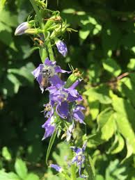 Image result for Campanula americana
