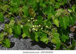 Attēlu rezultāti vaicājumam “Vitaceae”