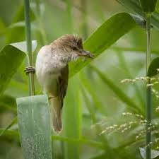 Attēlu rezultāti vaicājumam “Acrocephalus arundinaceus adult”