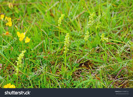 Attēlu rezultāti vaicājumam “Herminium monorchis”