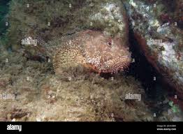 Image result for Scorpaena scrofa