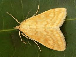 Attēlu rezultāti vaicājumam “Sitochroa verticalis”