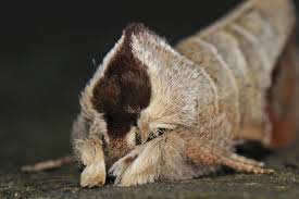 Attēlu rezultāti vaicājumam “Clostera curtula”