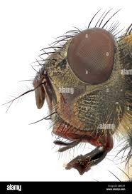 Attēlu rezultāti vaicājumam “Brachycera”