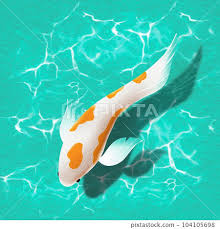 Image result for Cyprinus rubrofuscus