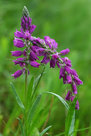 Attēlu rezultāti vaicājumam “Polygala comosa flower”