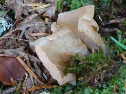 Attēlu rezultāti vaicājumam “Tremiscus helvelloides”