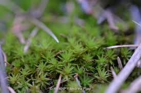 Attēlu rezultāti vaicājumam “Timmia megapolitana”