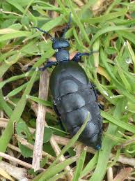 Attēlu rezultāti vaicājumam “Meloe sp. larva”