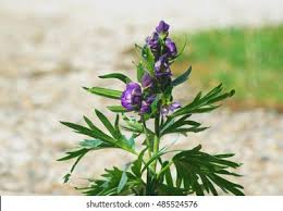 Attēlu rezultāti vaicājumam “Aconitum napellus leaf”
