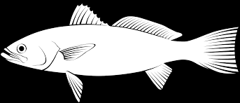 Image result for Cynoscion regalis