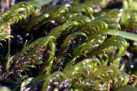 Attēlu rezultāti vaicājumam “Warnstorfia fluitans”