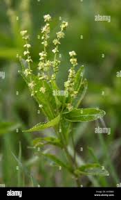 Attēlu rezultāti vaicājumam “Mercurialis perennis flower”