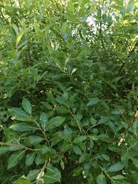 Attēlu rezultāti vaicājumam “Salix myrsinifolia”