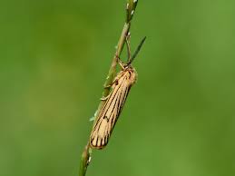 Attēlu rezultāti vaicājumam “Spiris striata”