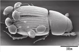 Attēlu rezultāti vaicājumam “Aphodius sp.”