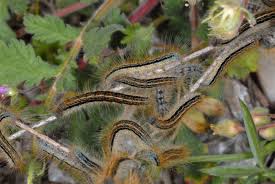 Attēlu rezultāti vaicājumam “Malacosoma castrensis larva”