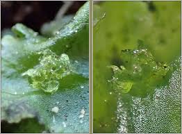 Attēlu rezultāti vaicājumam “Pellia endiviifolia sporophyte”