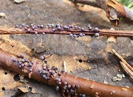 Attēlu rezultāti vaicājumam “Physarum bryocorticola macro”