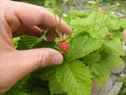 Attēlu rezultāti vaicājumam “Fragaria viridis fruit”