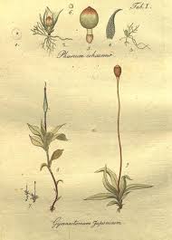 Attēlu rezultāti vaicājumam “Gymnostomum calcareum”