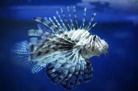 Image result for Pterois miles