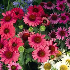 Attēlu rezultāti vaicājumam “Echinacea purpurea bud”