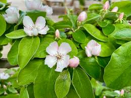 Attēlu rezultāti vaicājumam “Cydonia oblonga flower”
