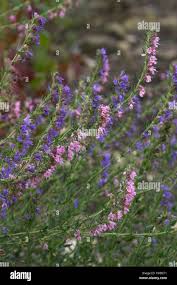 Image result for Ysop