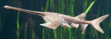 Image result for Polyodon spathula