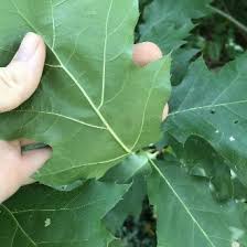 Attēlu rezultāti vaicājumam “Quercus rubra leaf”