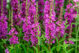 Attēlu rezultāti vaicājumam “Lythrum salicaria flower”