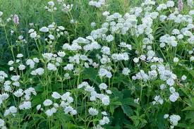 Attēlu rezultāti vaicājumam “Astrantia major”