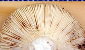 Attēlu rezultāti vaicājumam “Russulales”