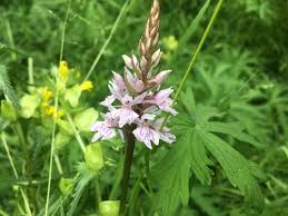 Attēlu rezultāti vaicājumam “Dactylorhiza fuchsii leaf”
