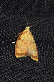 Attēlu rezultāti vaicājumam “Acleris bergmanniana”