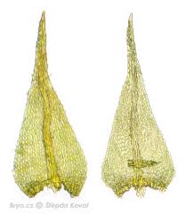 Attēlu rezultāti vaicājumam “Hygroamblystegium varium”