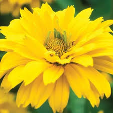 Image result for Heliopsis scabra