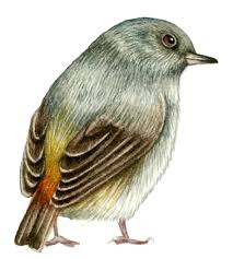 Attēlu rezultāti vaicājumam “Phoenicurus ochruros”