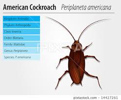 Image result for periplaneta americana