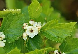 Attēlu rezultāti vaicājumam “Crataegus macracantha flower”