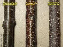 Attēlu rezultāti vaicājumam “Frangula alnus bud”