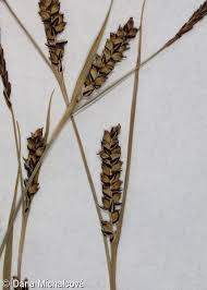 Attēlu rezultāti vaicājumam “Carex panicea”