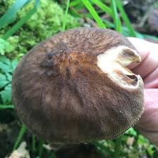 Attēlu rezultāti vaicājumam “Pluteus umbrosus”