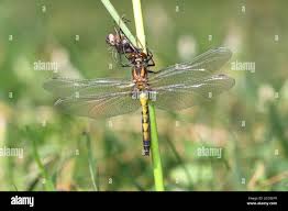 Attēlu rezultāti vaicājumam “Leucorrhinia pectoralis female”