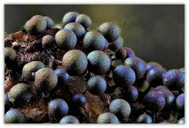 Attēlu rezultāti vaicājumam “Lamproderma arcyrioides macro”