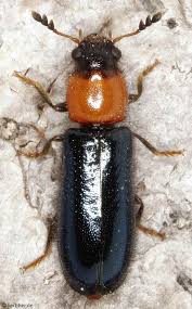 Attēlu rezultāti vaicājumam “Korynetes caeruleus”