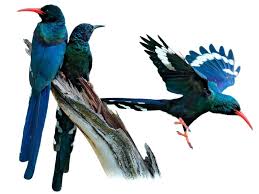 Image result for hoepoe