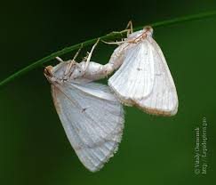 Attēlu rezultāti vaicājumam “Lomographa bimaculata”